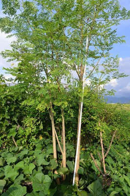 Moringa oleifera nach 8 Monaten