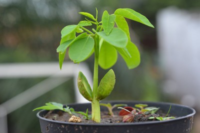 Moringa stenopetala nach 14 Tagen