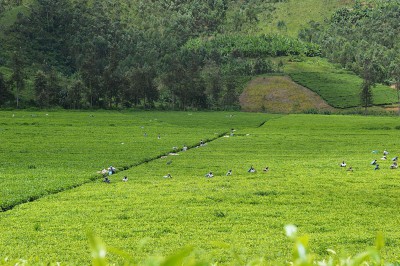 Teepflücker in Muhingo, Burundi
